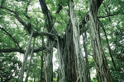 banyan tree3.jpg
